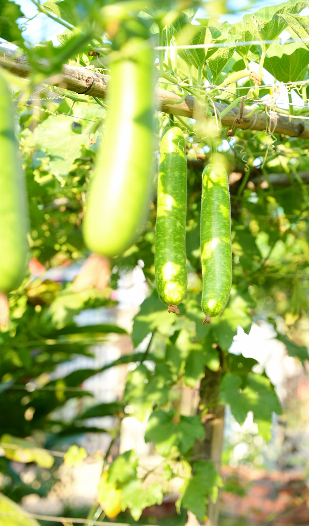 Giàn bầu, bí sai quả.
