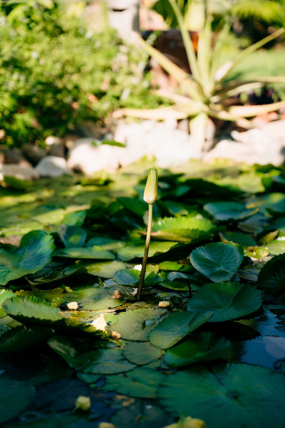 Những góc đáng yêu khác của khu vườn.