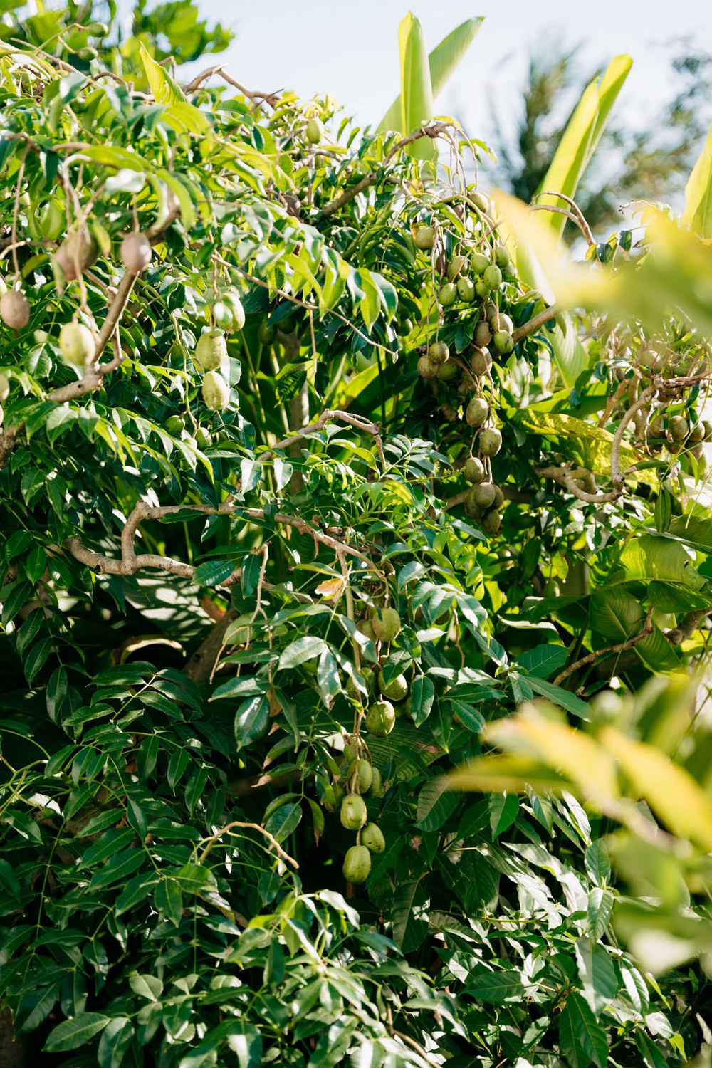 Khu vườn có nhiều loại cây trái