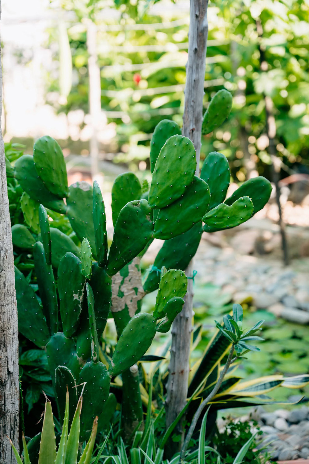 Những góc đáng yêu khác của khu vườn.