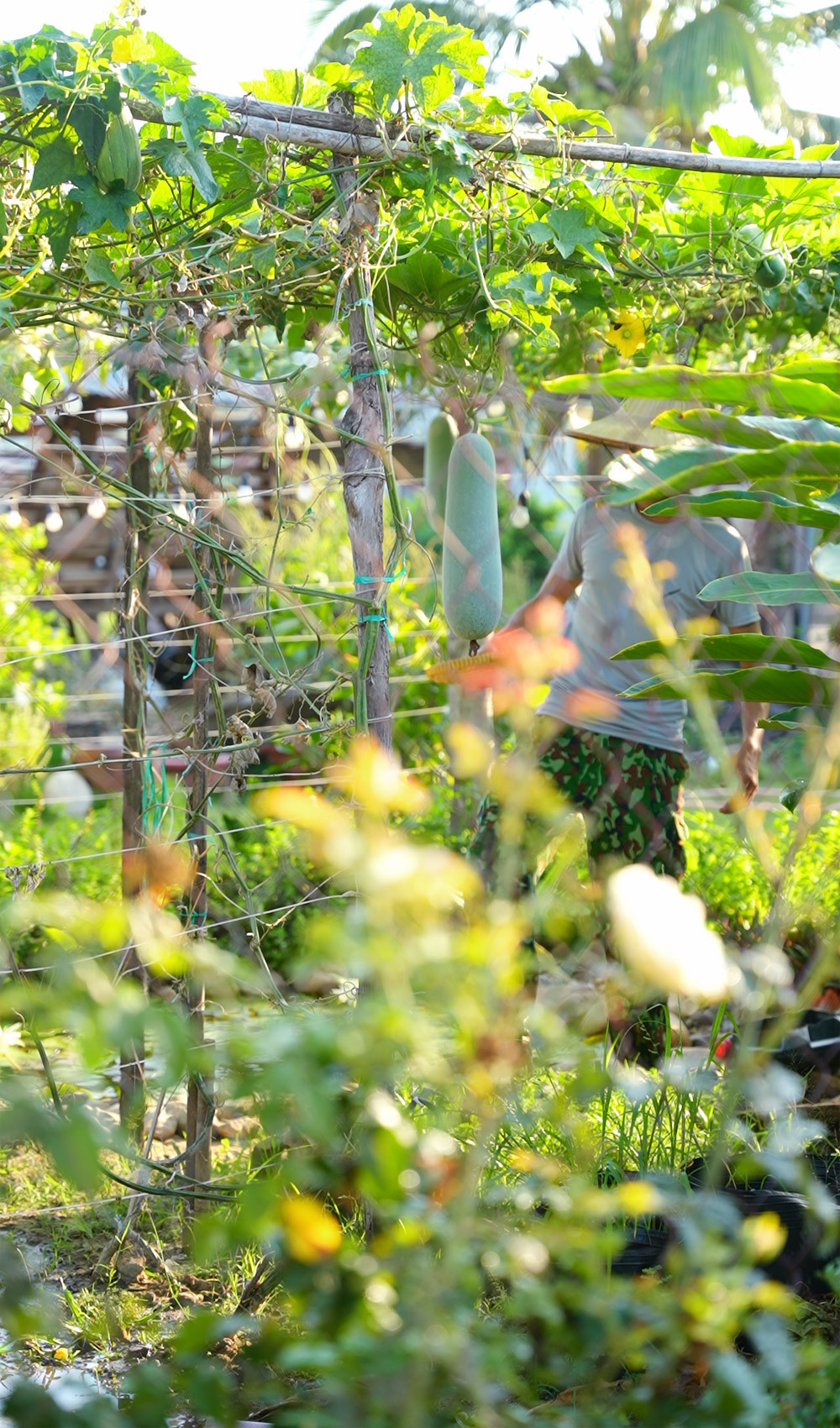 Giàn bầu, bí sai quả.