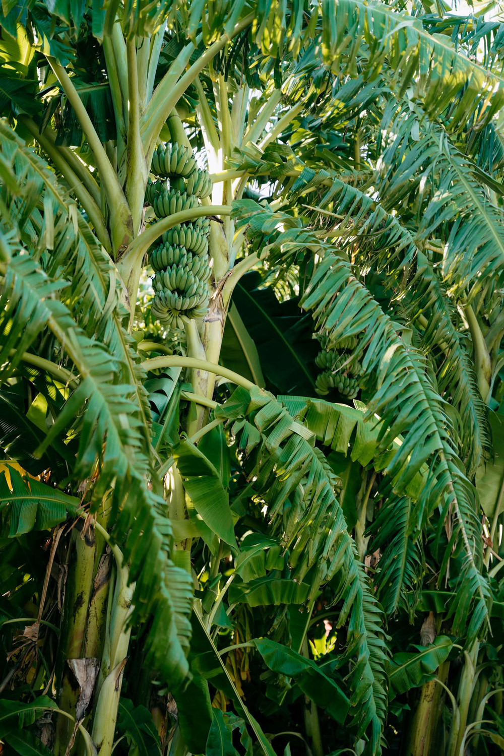 Khu vườn có nhiều loại cây trái