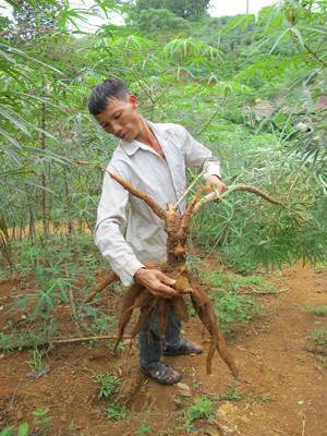 Dân nghèo huyện Tân Sơn nghèo thêm vì sắn trồng nhưng nhà máy Ethanol chưa mua sắn