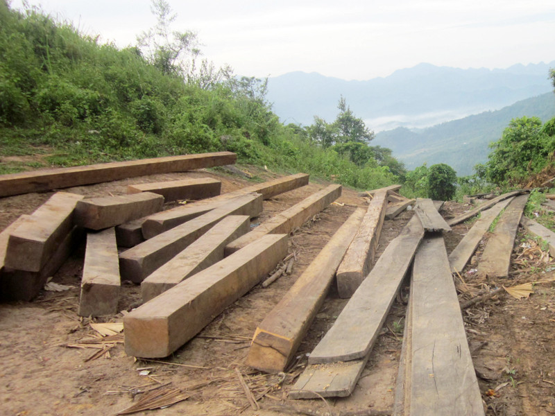 Bãi tập kết gỗ nghiến ở rừng đặc dụng