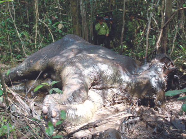 Xác con voi chết mới phát hiện vào ngày 23-12