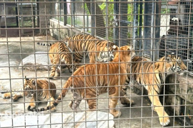 Hổ Bengal nuôi tại KDL Vườn Xoài.