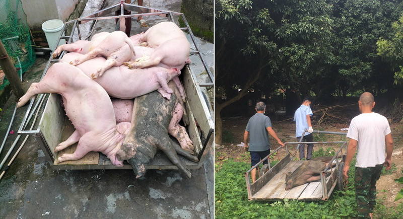 Dịch tả lợn châu Phi tại các tỉnh phía Bắc đang tăng mạnh sau mưa lũ.