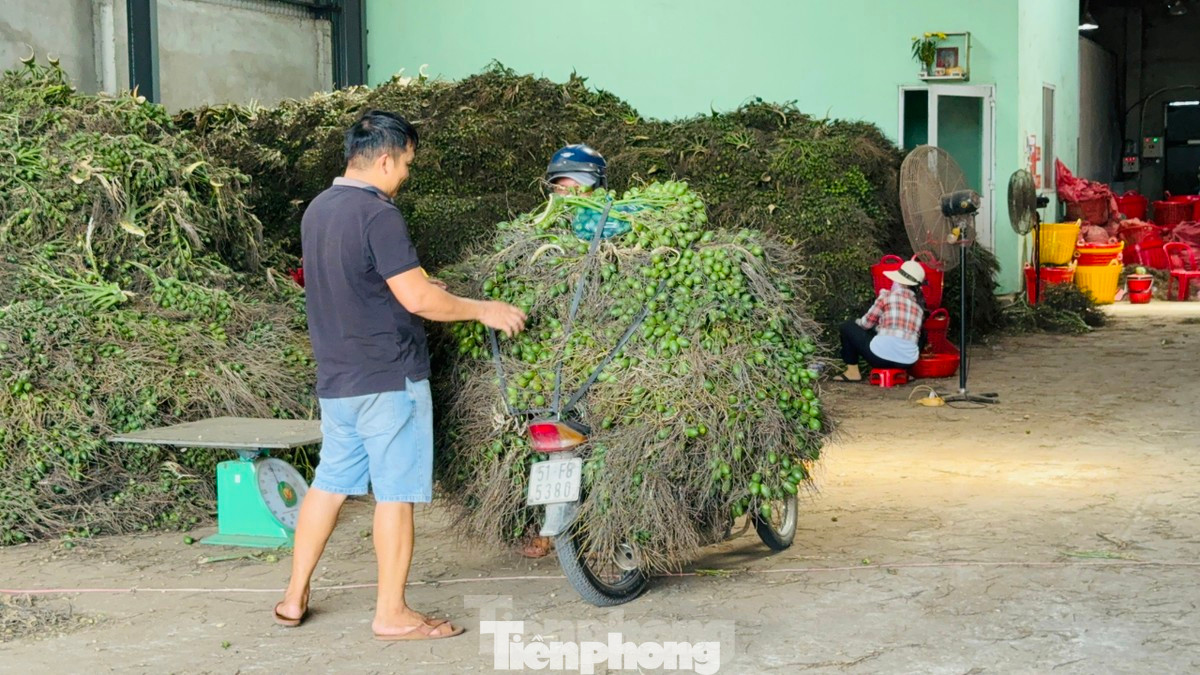 Giá cau tươi tiếp tục giảm trong những ngày gần đây. Giá cau tươi tiếp tục giảm trong những ngày gần đây.