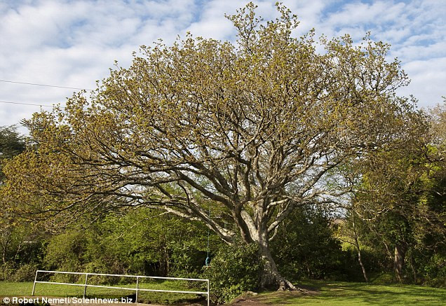 Cây sôi với tán cây rất rộng.