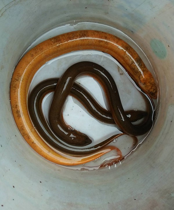 Dân Hà Tĩnh kéo nhau xem lươn vàng có nhiều hoa văn ảnh 1