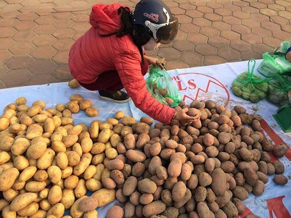 Sau su hào, củ cải đến lượt khoai tây rớt giá thảm còn 3.000 đ/kg ảnh 3