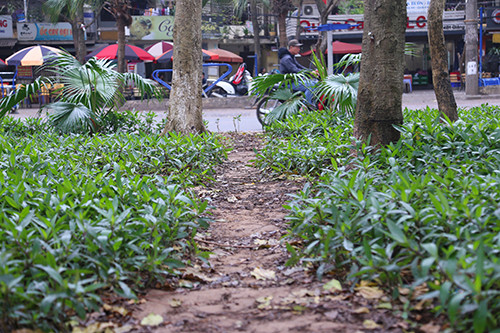 Sợ chó thả rông, vườn hoa ở Hà Nội cắm chông nhọn hoắt ảnh 2