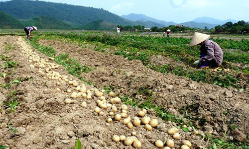 Sau su hào, củ cải đến lượt khoai tây rớt giá thảm còn 3.000 đ/kg ảnh 1