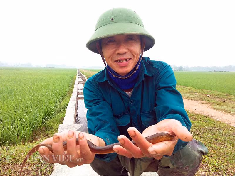 Tuyệt kỹ dụ lươn của 'thợ săn' Hà Tĩnh ảnh 2