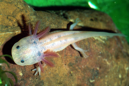 Chúng sinh sống chủ yếu dưới nước và hô hấp nhờ vào những cơ quan kỳ lạ được gọi 