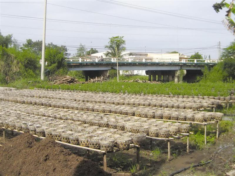 Đám đất làm gia đình ông Lê Minh Châu chưa được yên. Ảnh: Sáu Nghệ