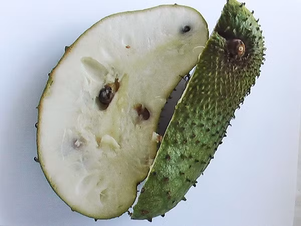  Mãng cầu diệt ung thư gấp 10.000 lần hóa trị?