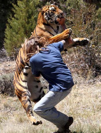 Tuy nhiên, Randy tự đẩy con hổ và vùng dậy chống cự