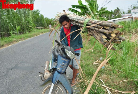 Hàng nghìn héc-ta mía ở Sóc Trăng đang “chết dần” ảnh 6