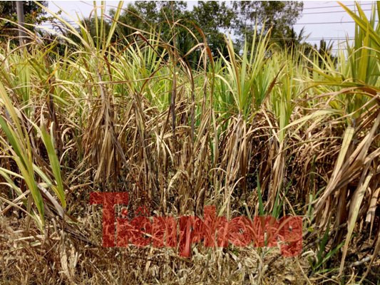 Hàng nghìn héc-ta mía ở Sóc Trăng đang “chết dần” ảnh 2