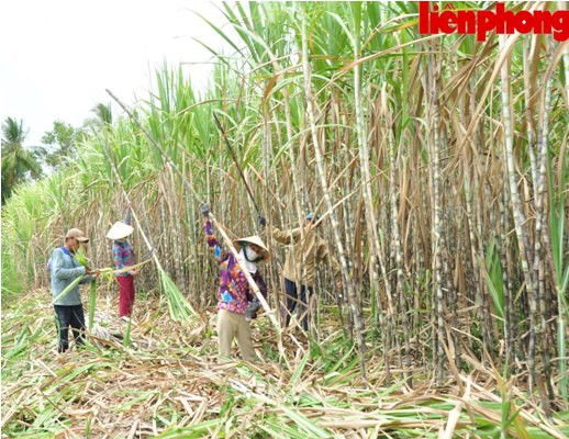 Hàng nghìn héc-ta mía ở Sóc Trăng đang “chết dần” ảnh 11