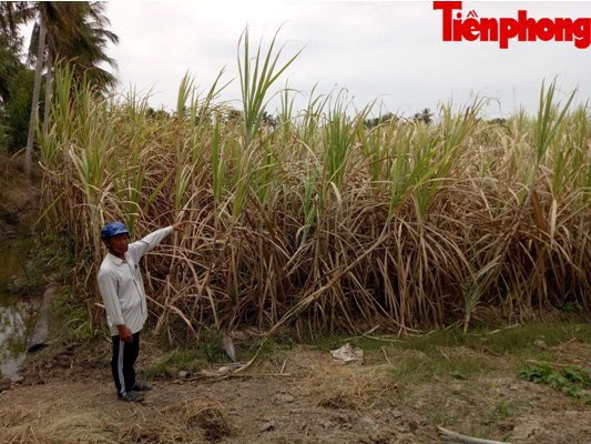 Hàng nghìn héc-ta mía ở Sóc Trăng đang “chết dần” ảnh 8