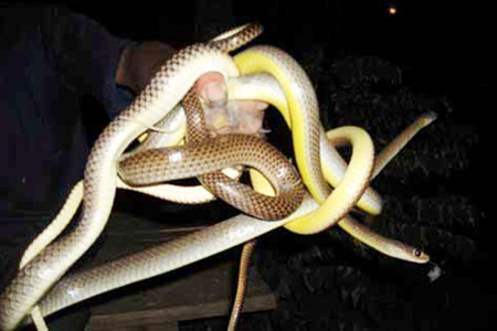 Thành quả một đêm săn rắn. Thành quả một đêm săn rắn