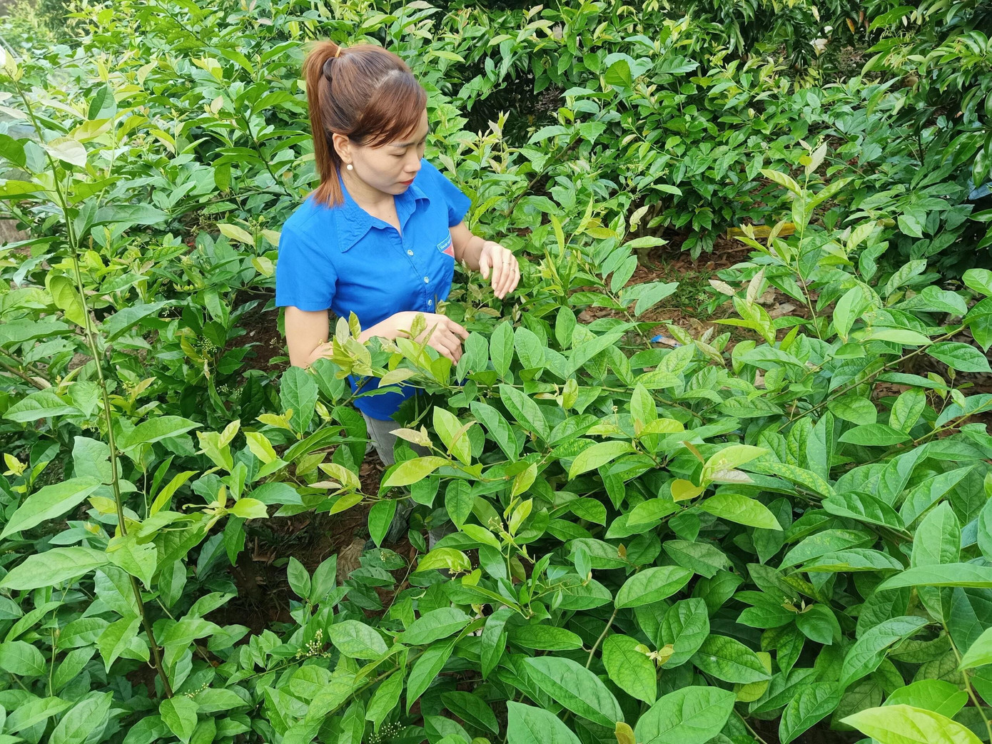 Chị Nông Thị Huệ, Giám đốc HTX sản xuất kinh doanh và dịch vụ nông nghiệp Thiên Phú đang đầu tư vào phát triển cây xạ đen Chị Nông Thị Huệ, Giám đốc HTX sản xuất kinh doanh và dịch vụ nông nghiệp Thiên Phú đang đầu tư vào phát triển cây xạ đen