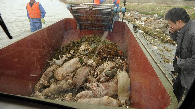 Hàng trăm con lợn chết bị vứt xuống các con sông ở Trung Quốc