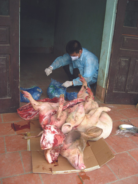 Lợn bị bệnh được phát hiện tại nhà anh Trọng Ảnh: PV