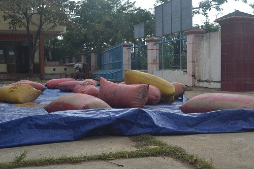 Lúa gạo nhân dân nhuốm bùn. ảnh Việt Hương