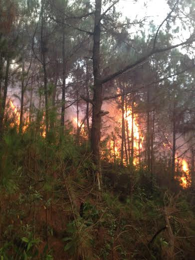 Nghệ An: Gần 10 héc ta rừng thông bị lửa thiêu rụi ảnh 2