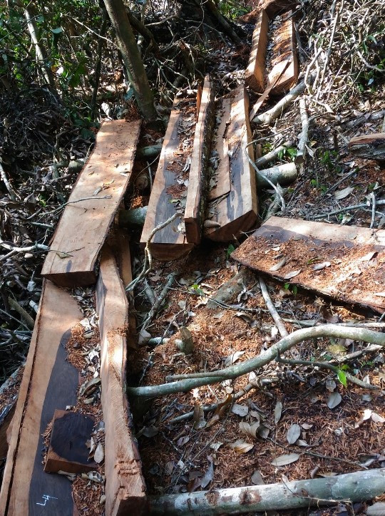 Hiện trường xót xa trong vụ phá rừng mun tại Phong Nha – Kẻ Bàng ảnh 6