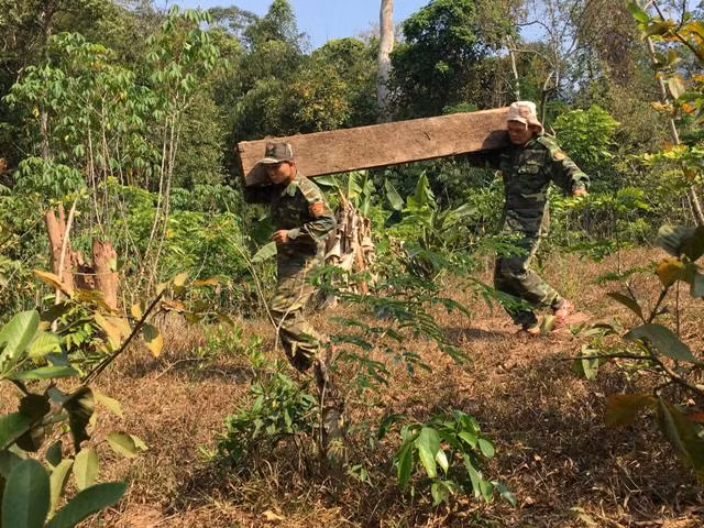 'Khai quật' 3 hầm gỗ mun quý chôn trong lõi VQG Phong Nha - Kẻ Bàng ảnh 6