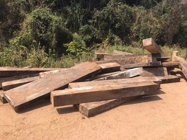 Phát hiện kho gỗ mun khủng trong lòng đất Phong Nha - Kẻ Bàng ảnh 2