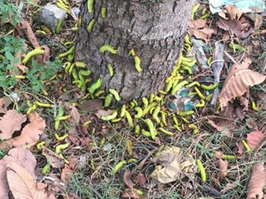 Sâu lạ ở Bình Dương ăn trụi cây xanh, phun thuốc không hết ảnh 4