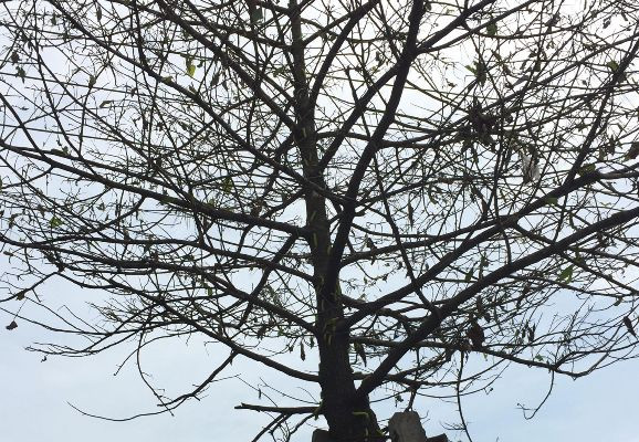 Sâu lạ ở Bình Dương ăn trụi cây xanh, phun thuốc không hết ảnh 2