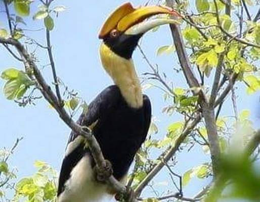 Xác minh thông tin giám đốc doanh nghiệp 'thịt' chim quý hiếm ảnh 2