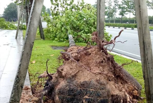 Bình Dương: Hàng loạt cây xanh bị bão số 9 quật gãy ảnh 2