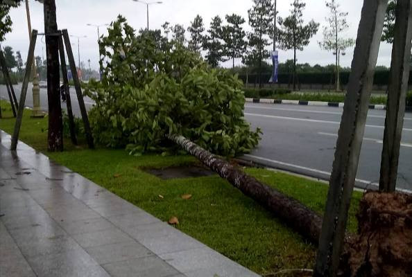 Bình Dương: Hàng loạt cây xanh bị bão số 9 quật gãy ảnh 4