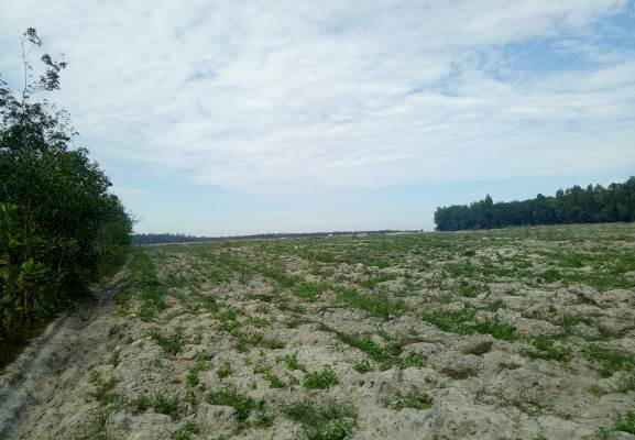 Thanh tra vụ Cty phát triển Địa ốc Bình Dương bán đất nền trái luật ảnh 1