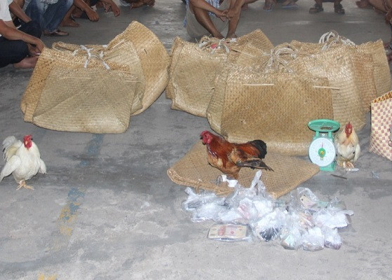 Tang vật công an thu giữ Triệt phá tụ điểm đá gà ăn tiền, tạm giữ 25 đối tượng ảnh 1