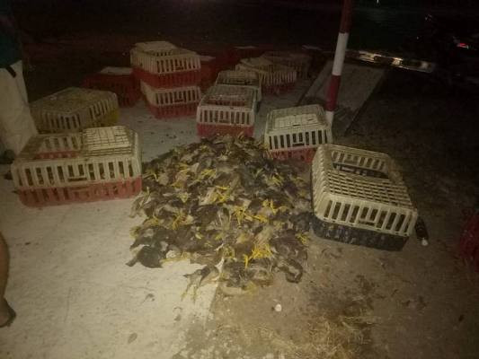 Va chạm với xe tải chở gà, xe cấp cứu nát đầu ảnh 4