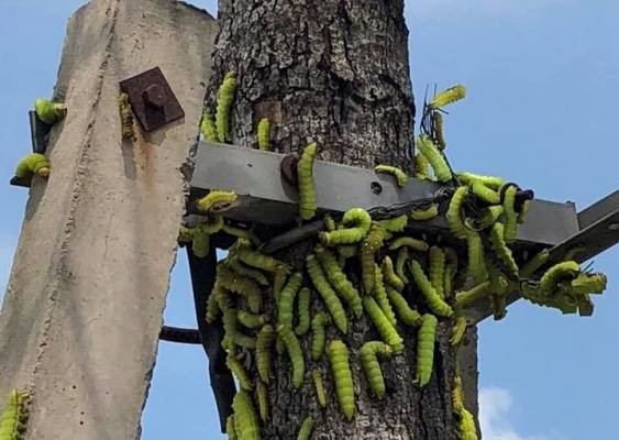 Sâu lạ ở Bình Dương ăn trụi cây xanh, phun thuốc không hết ảnh 1