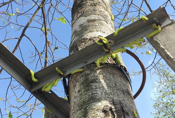 Sâu lạ lại tấn công hàng loạt cây xanh ở Bình Dương ảnh 1