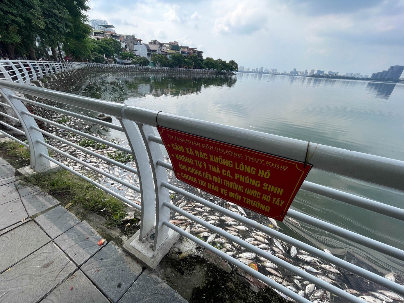 Người dân sinh sống ven hồ Tây ám ảnh mùi cá chết. Ảnh: Nguyễn Phú.