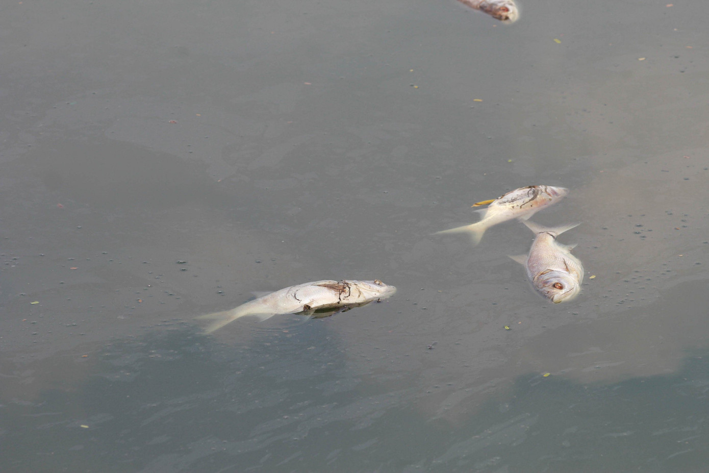 Theo quan sát của PV nhiều xác cá mè chết nổi trên mặt hồ Tây.