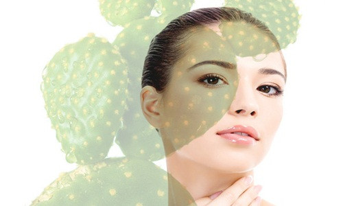 'Bỏ túi' mẹo làm đẹp hay ho từ cây xương rồng ảnh 1