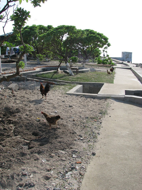 Vừa cục tác kiếm ăn, vừa trông coi công sự