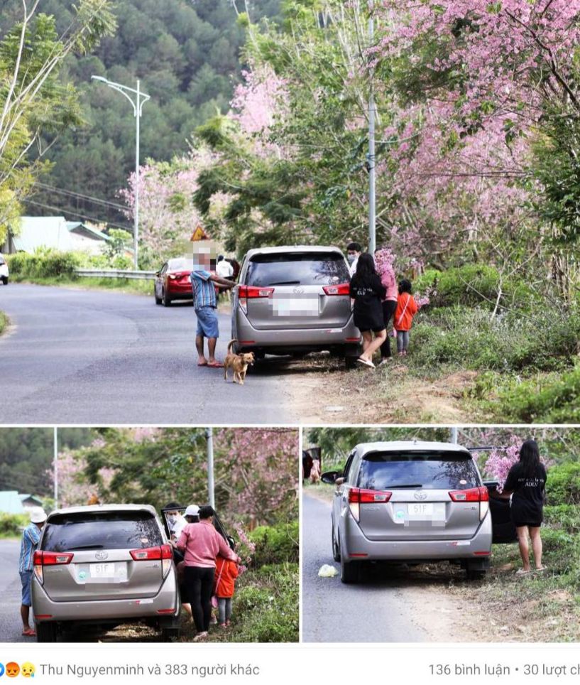 Mạng xã hội lan truyền hình ảnh du khách bẻ cành mai anh đào ở Đà Lạt